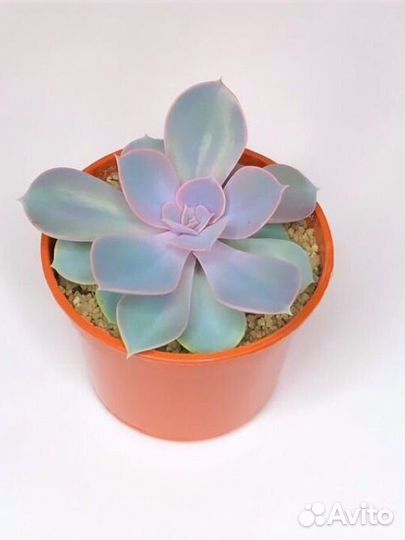 Суккуленты. Эхеверия, хавортия, крассула