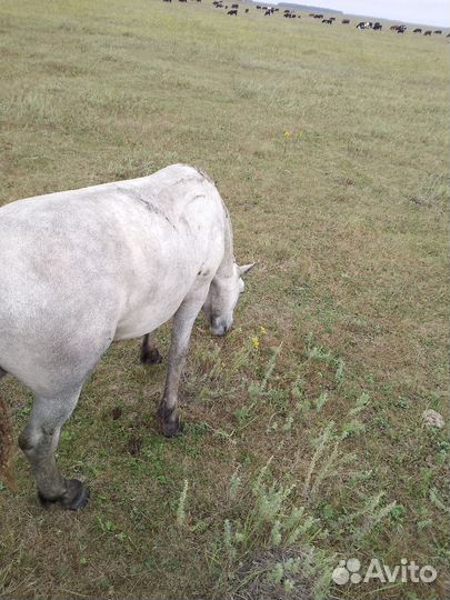 Продам жеребчика