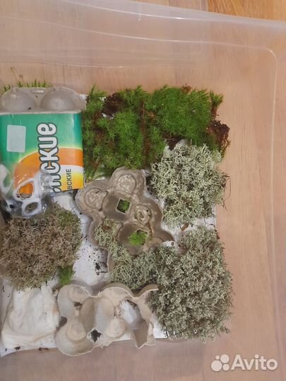 Терариум вместе с богомолятами и с 2 пауками
