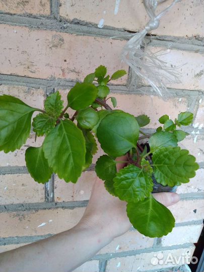 Золотой ус, каллизия, плектрантус