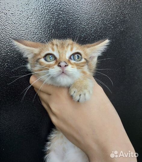 Котенок мальчик ищет дом