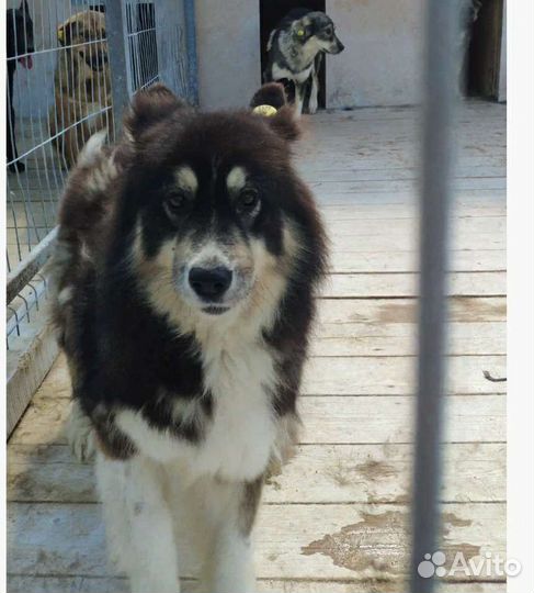 Собака Мила