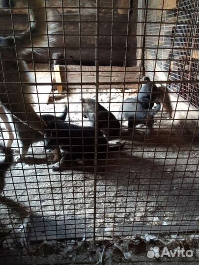 Щенки лайки зсл