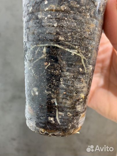 Алоказия венти