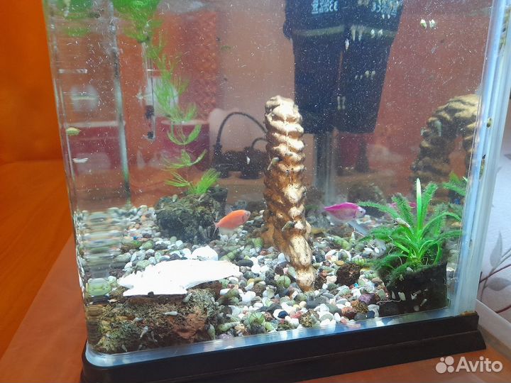 Аквариум с рыбками