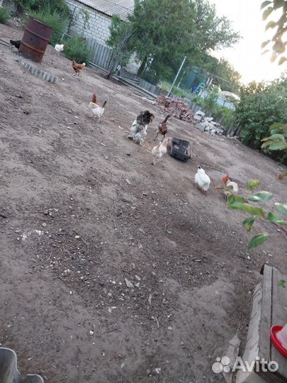 Куры несушки