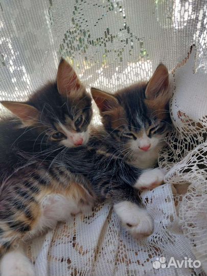 Котята
