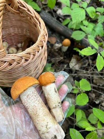 Участок 8,5 сот. (СНТ, ДНП)