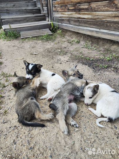 Щенки в добрые руки