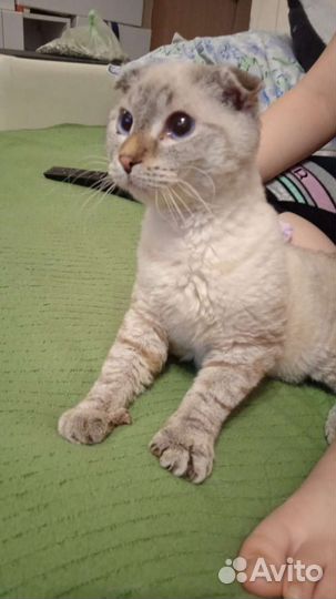 Кошка