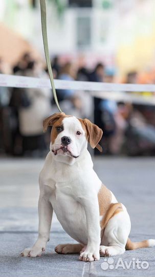 Американский бульдог