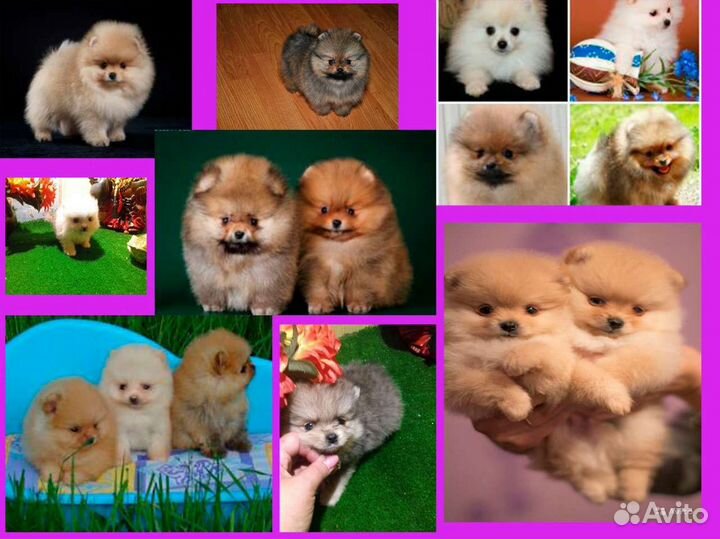 Щенки померанского шпица девочки и мальчики