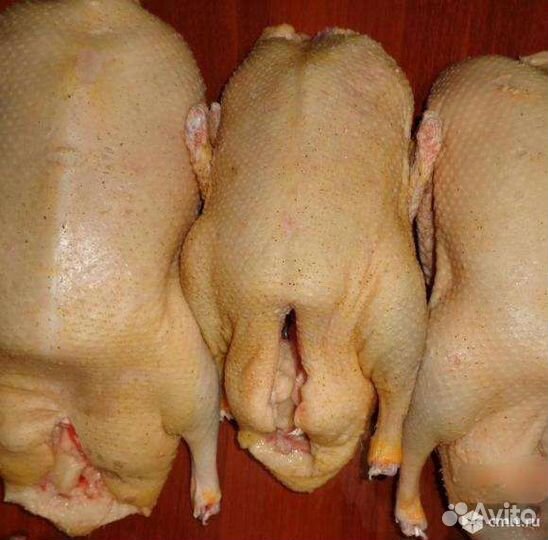 Домашнее мясо : гуся и утки