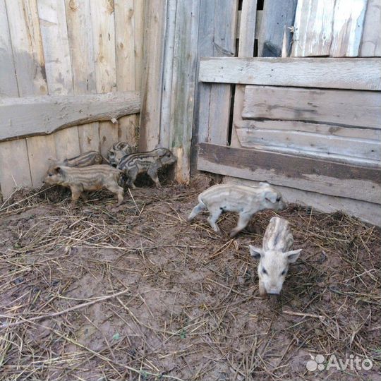 Поросята венгерской мангалицы