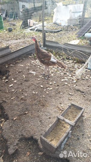 Индюки Ред Бурбон