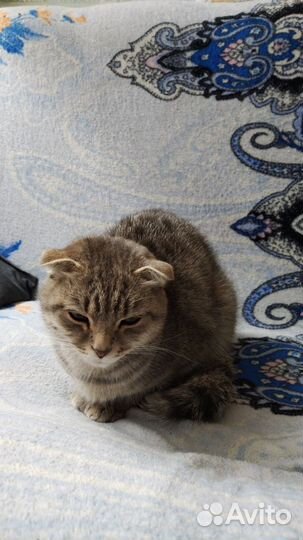Кошечка в добрые руки