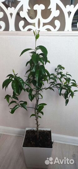 Мандариновое дерево