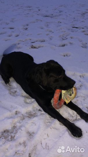 Вязка собак