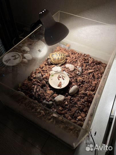 Террариум для сухопутной черепахи