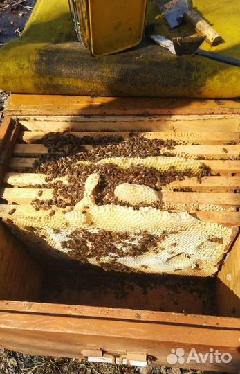 Пчелопакеты 2023г Дальневосточная порода