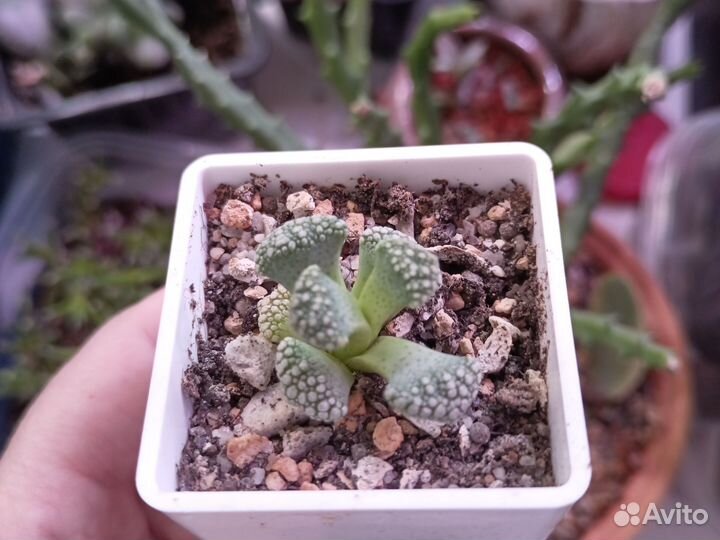 Суккуленты излишки