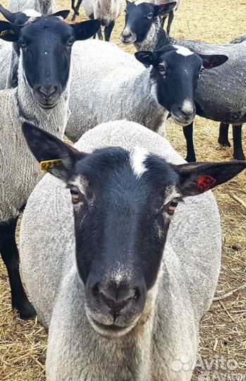 Овцы Романовской породы