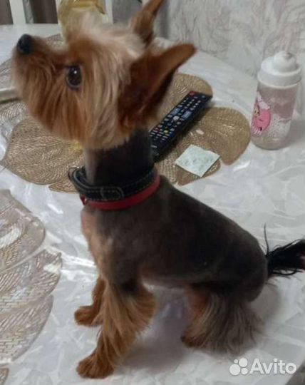 Йоркширский терьер