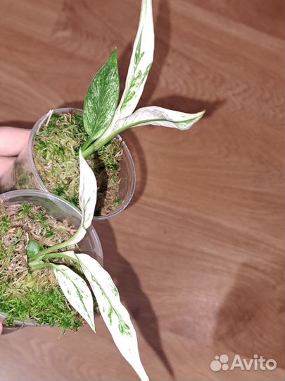 Спатифиллум Ангел бэби
