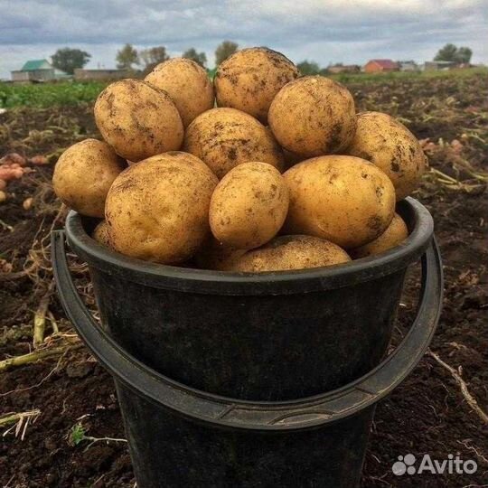 Продается картофель