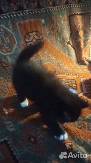 Котёнок подарю