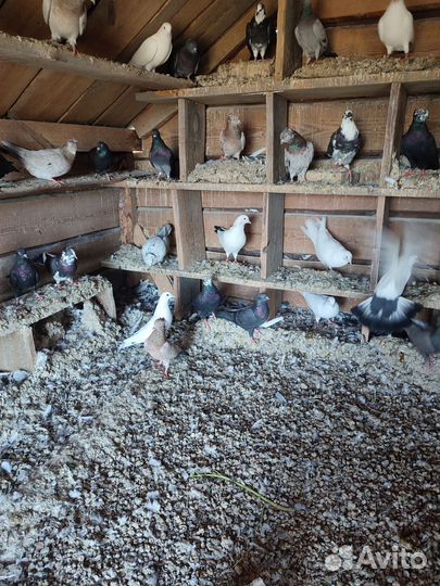 Отдам голубей