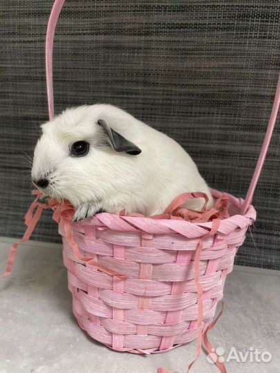 Морская свинка скинни