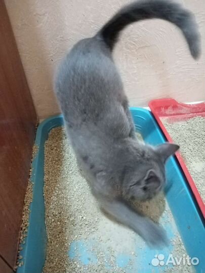 Котёнок в дар