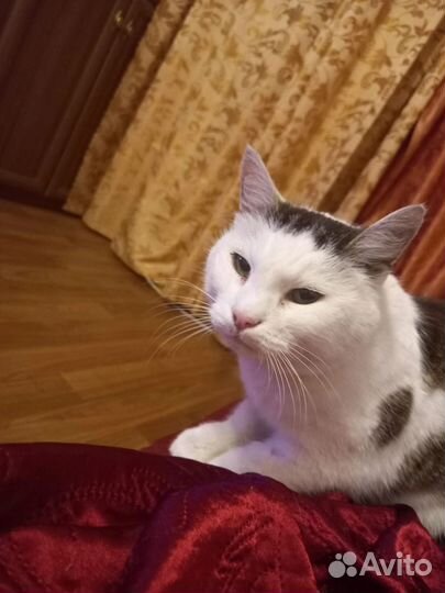 Кошка в дар