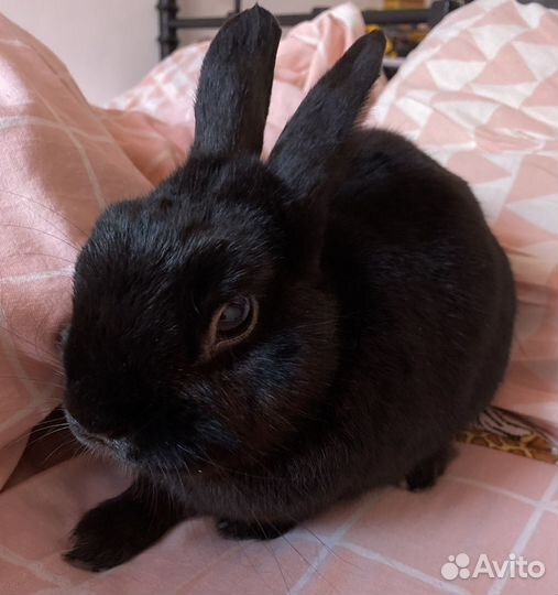 Случка кролик самец