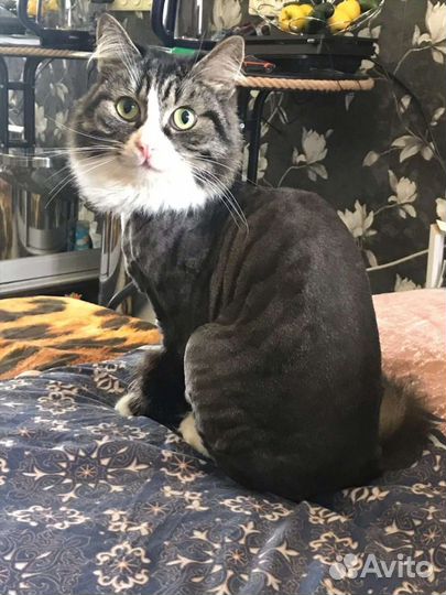 Грумер-ветврач, стрижка кошек с выездом на дом