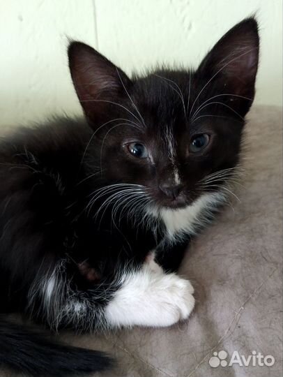 Котенок 2 месяца девочка