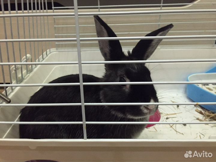 Передержка грызунов