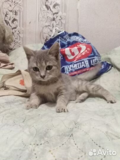 Котенок девочка отдам в добрые руки