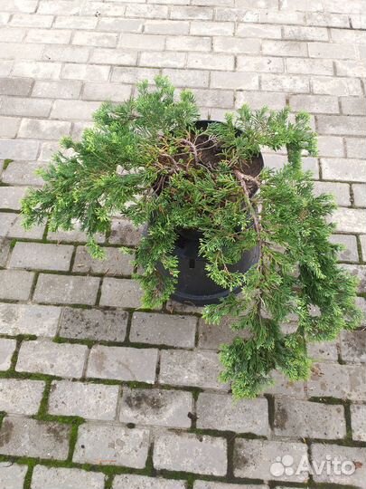 Можжевельник стелящийся