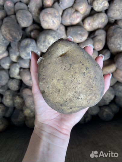 Картофель домашний