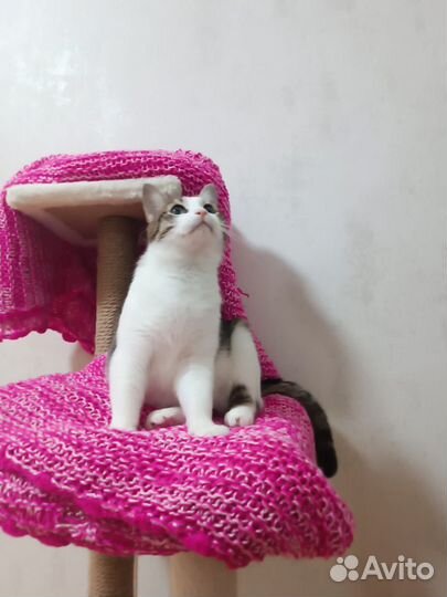 Котик в добрые ручки