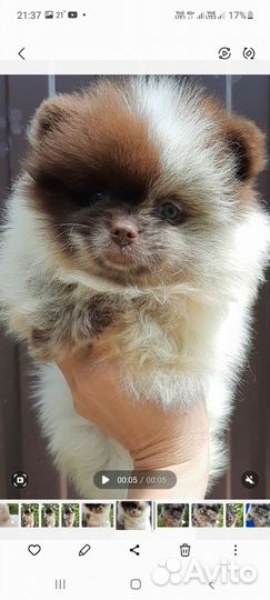 Девочка шоколадная мерль