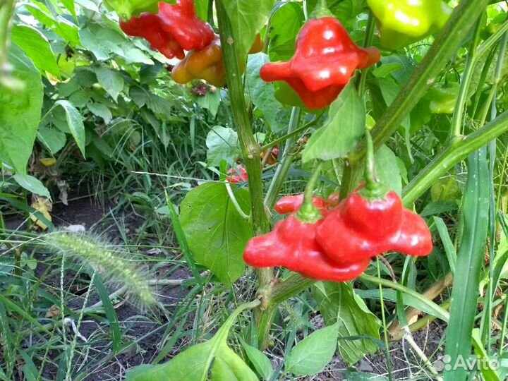 Семена супер острого перца Колокольчик