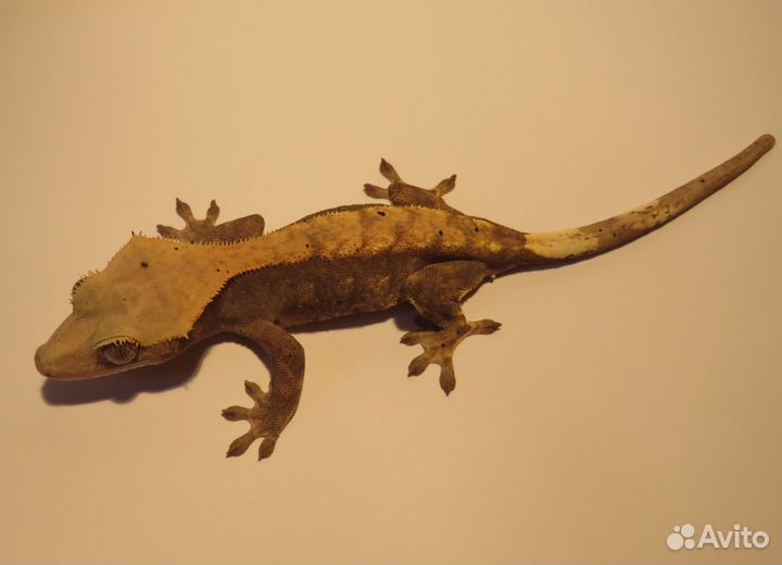 Реснитчатые гекконы-бананоеды