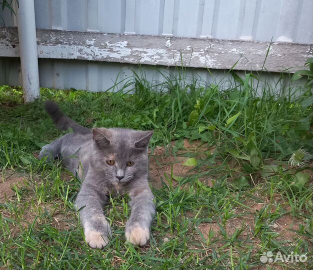 Кот в дар бесплатно