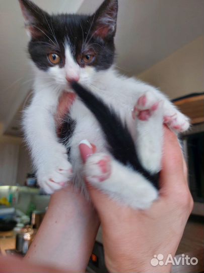 Котёнок ищет дом