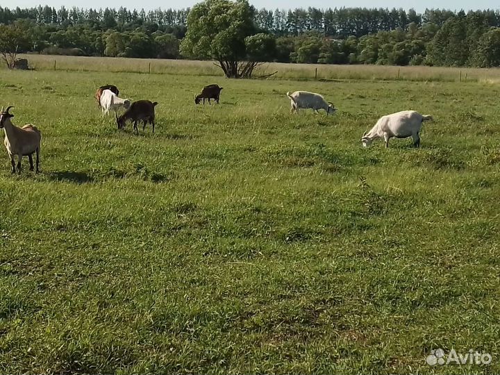 Молоко козье