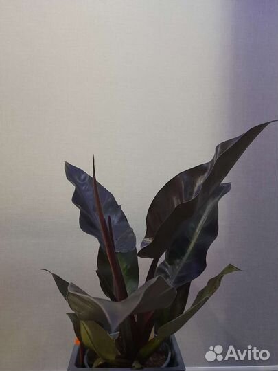 Филодендрон редький imperial red