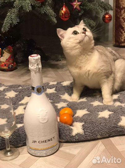 Шотландский кот вязка